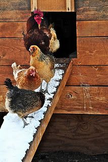 When it is cold, tips for caring for your chickens Hen Chicken, Chickens And Roosters, Farms Living, Down On The Farm, Chicken Farm, Raising Chickens, Fresh Eggs, Chicken Eggs, A Chicken