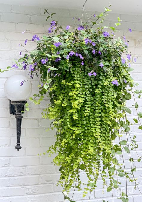 DIY Hanging Basket Plant for Shade #plant #flowers #hangingbasket #shade #container #garden #flowering #combination #hangingflower #creepingjenny #vincavine Winter Hanging Baskets, Shade Plants Container, Hanging Plants Outdoor, Basket Plant, Plant Hanging, Container Garden Design, Plants For Hanging Baskets, Hanging Flower Baskets, Container Gardening Flowers