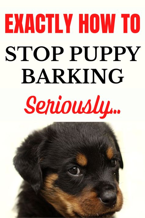 Stop Puppies Barking Stop Puppy Barking, Puppies Barking, Puppy Barking, Puppy Obedience Training, Potty Training Puppy, Teddy Boys, Puppy Training Tips, Getting A Puppy, Toilet Training