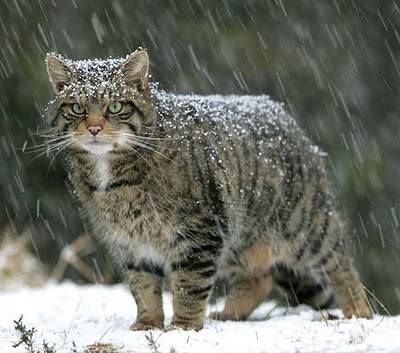 The Scottish Wildcat  www.superstarpetservices.com Scottish Wildcat, Cairngorms National Park, Tabby Cats, Domestic Cat, Cairns, Beautiful Cats, Big Cats, Crazy Cats, Beautiful Creatures