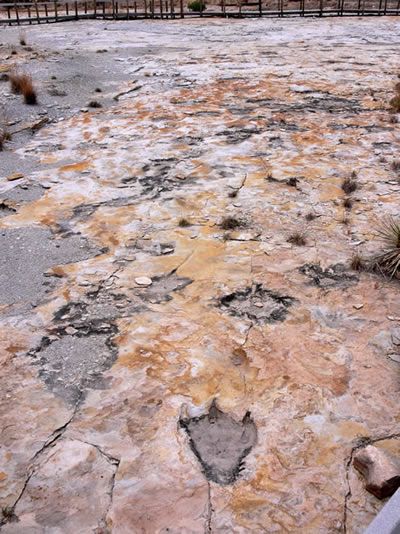 Dinosaur Tracks, New Mexico Usa, Aliens And Ufos, Land Of Enchantment, State Park, Travel Usa, Aliens, New Mexico, State Parks