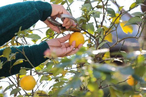 How to prune lemon trees Prune Lemon Tree, Prune Fruit Trees, Growing Lemons, Indoor Lemon Tree, Fruit Tree Pruning, Clean Air Act, Trees Indoors, Grafting Fruit Trees, Growing Lemon Trees