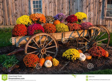 Fall scene with colorful mums and pumpkins in old wagon against a barn backdrop. Description from dreamstime.com. I searched for this on bing.com/images Kris Knight, Autumn Flowering Plants, Roadside Stand, Mums In Pumpkins, Thanksgiving Flowers, Fall Mums, Mums Flowers, Fall Plants, Small Farm