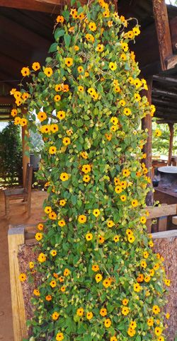 Thunbergia Vine, Thunbergia Alata, Purple Heart Plant, Black Eyed Susan Vine, Small Trellis, Climbing Flowers, Garden Vines, Climbing Vines, Master Gardener