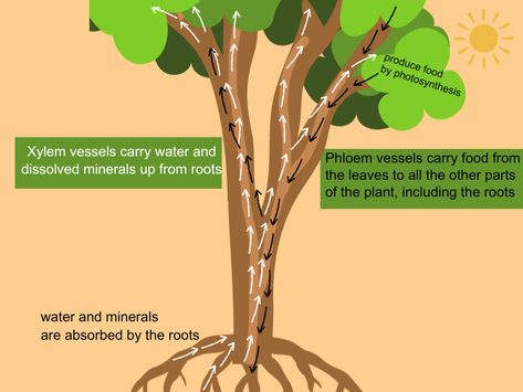 #xylem, #phloem Translocation In Plants, Plants Facts, Xylem And Phloem, Food Distribution, Plant Projects, Vascular Plant, Plant Pictures, Photosynthesis, Transportation