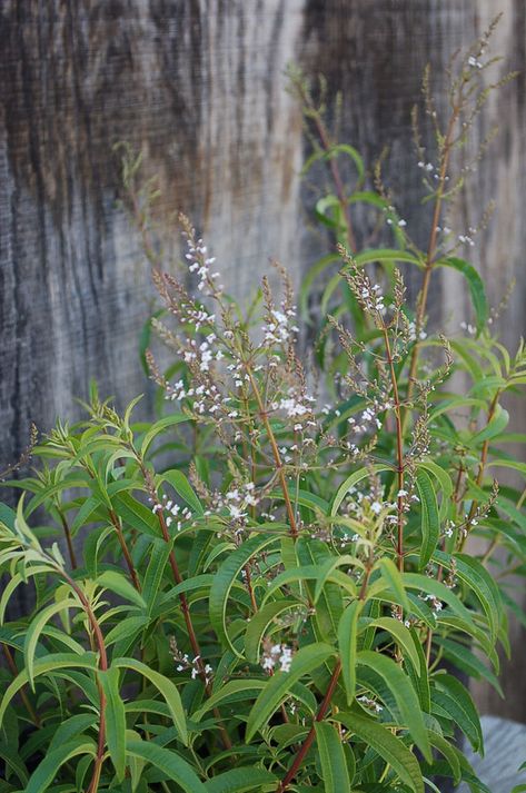 Lemon Verbena Plant, Medicinal Herbs Garden, Lemon Scent, Tiny White Flowers, John Wilson, Perennial Herbs, Green Backdrops, Beautiful Nursery, Patio Plants