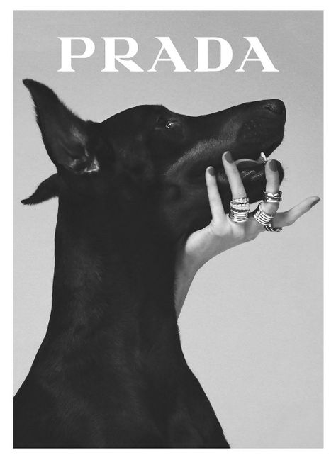 Prada Poster, Fashion Wall Art Printables, Plakat Design Inspiration, Printable Wall Collage, Prada Marfa, Prada Fashion, Plakat Design, Dog Poster, Picture Collage Wall