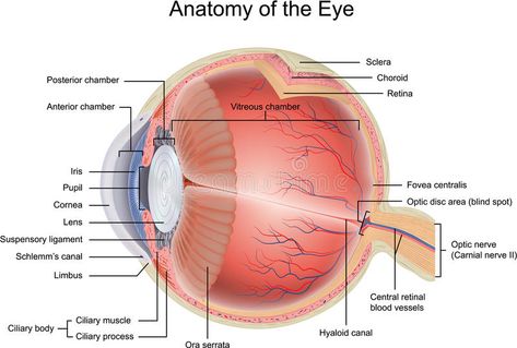 Anatomy of the Eye. In cross section view , #SPONSORED, #Eye, #Anatomy, #cross, #view, #section #ad Eyeball Diagram, Diagram Of The Eye, Human Eye Diagram, Eye Retina, Eye Anatomy, Basic Anatomy And Physiology, Parts Of The Eye, Brain Anatomy, Human Body Anatomy