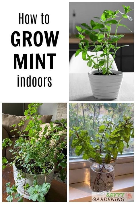 Mint Plant Care, Growing Mint Indoors, How To Grow Mint, Grow Mint, Easy Herbs To Grow, Mint Seeds, Growing Herbs Indoors, Growing Mint, Tattoo Plant