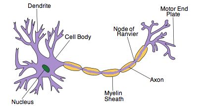 IB Biology Notes - 6.5 Nerves, hormones and homeostasis | 6.5.2 draw and label a diagram of the structure of a motor neuron Neuron Diagram, Biology Drawing, Brain Models, Motor Neuron, Nerve Fiber, Spinal Injury, Biology Notes, Cell Therapy, Nerve Cell