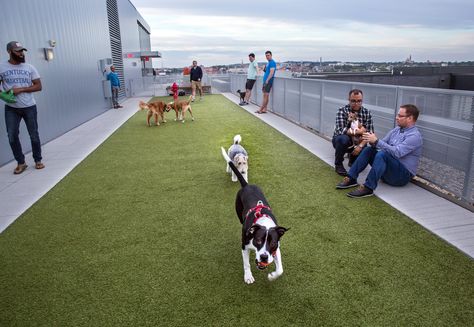 Dog Park Design Ideas, Pet Park Design, Cool Dog Park, Rooftop Dog Park, Private Dog Park, Urban Kitchen Design, Rooftop Bars Los Angeles, Dog Kennel Designs, Dog Washing Station