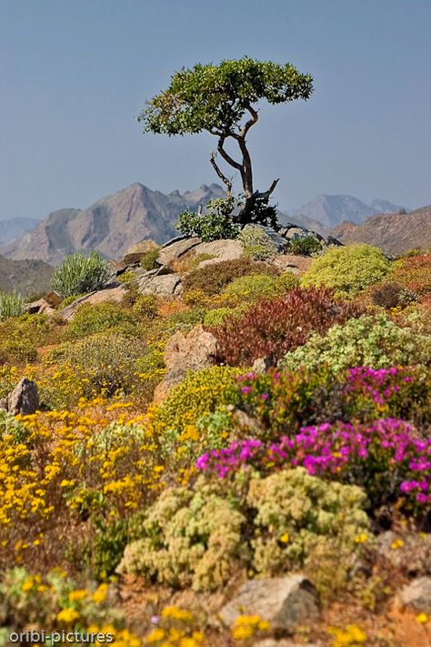 Composition Photo, Northern Cape, Africa Do Sul, Lone Tree, Out Of Africa, Southern Africa, Alam Semula Jadi, Beautiful World, A Tree