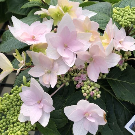 HYDRANGEA_TUFF_STUFF_AH_HA_BIGLEAF_MOUNTAIN_HYDRANGEA_GC_HYDTH_01 Tuff Stuff Hydrangea, Trimming Hydrangeas, Mountain Hydrangea, Bobo Hydrangea, Little Lime Hydrangea, Burgundy Foliage, Pruning Hydrangeas, Hydrangea Serrata, Ground Hog