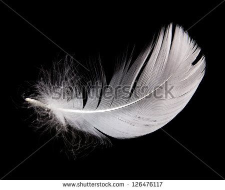 Swan Feathers, Feather Tattoo, White Swan, Black Feathers, Dnd Characters, 3d Objects, Black Background, Black Backgrounds, Feathers