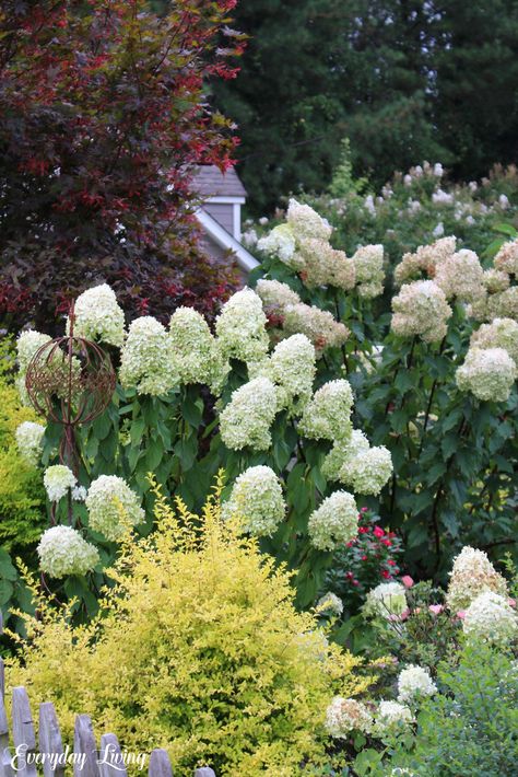 Gardening With Limelight & Vanilla Strawberry Hydrangeas Limelight Hydrangea Companion Plants, Strawberry Sundae Hydrangea, Sunshine Ligustrum, Potting Ideas, Little Lime Hydrangea, Vanilla Strawberry Hydrangea, Strawberry Hydrangea, Hydrangea Landscaping, Panicle Hydrangea