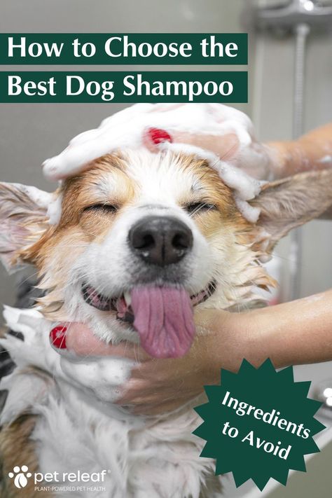 how to choose the best dog shampoo Dog Shampoo Recipe, Diy Dog Shampoo, Homemade Dog Shampoo, Best Dog Shampoo, Natural Dog Shampoo, Oatmeal Dog Shampoo, Dog Soap, Dog Diy, Grooming Tips