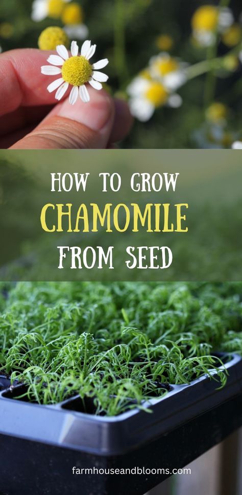 two pictures of chamomile, one of chamomile flowers blooming in the garden, and one of chamomile seedlings in a cell tray Growing Chamomile Indoors, Growing Chamomile From Seed, How To Grow Chamomile From Seed, How To Grow Chamomile, Growing Chamomile, Grow Chamomile, Chamomile Lawn, Chamomile Growing, Chamomile Seeds