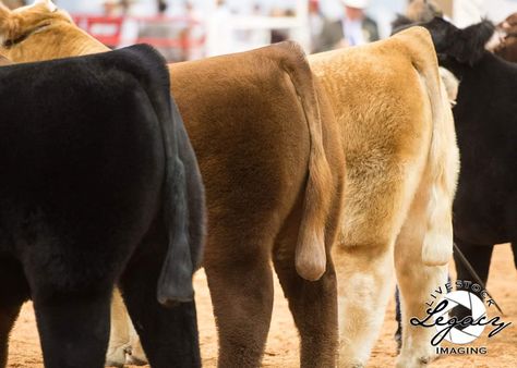 #legacy livestock imaging Show Cattle Photography, Cattle Pictures, Club Calf, Cattle Showing, Livestock Quotes, Showing Cattle, Livestock Judging, Show Steers, Show Cows