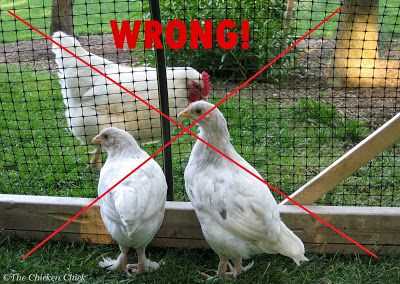 Always properly quarantine new birds from other farms/homes. Reban Ayam, Chicken Life, Chicken Health, Raising Backyard Chickens, Chicken Chick, Chicken Garden, Keeping Chickens, Chicken Coop Plans, Backyard Chicken Coops