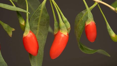 Goji Berry Plant, Growing Goji Berries, Small Garden Shrubs, Chicken Pen, Dig Gardens, Plant Benefits, Berry Plants, Berry Bushes, Goji Berry