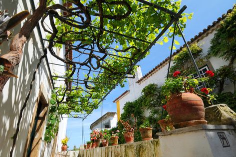 Overhead Trellis, Grape Trellis, Vine Trellis, Logo Design Process, Art Architecture, Design Process, Looking Up, Secret Garden, Grape Vines