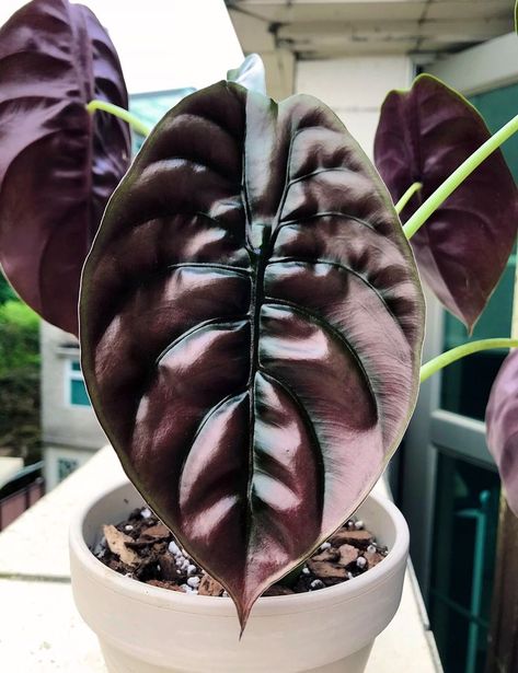 Red Secret Alocasia, Alocasia Cuprea Red Secret, Alocasia Red Secret, Cuprea Plant, Alocasia Plant Varieties, Exotic Plants Indoor, Rare House Plants, Alocasia Cuprea, Alocasia Plant