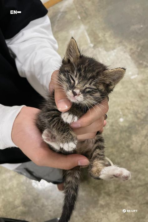 ENHYPEN WEVERSE on Twitter: "(25/42) @ENHYPEN_members @ENHYPEN #ENHYPEN #엔하이픈 https://t.co/quArwxoGvB" / Twitter Heeseung With Cat, Sunghoon With Cat, Jungwon With Cat, Jungwon Cat, Sunghoon Sunoo, Day 1, Jay Jay, Jay Enhypen, Jake Enhypen