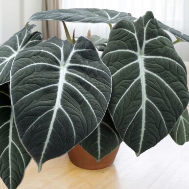 Velvet Alocasia, Velvet Plant, Exotic House Plants, Alocasia Black Velvet, Indoor Oasis, Alocasia Plant, Home Decor Cozy, Goth Garden, Elephant Ear Plant