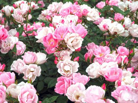 7 Easy-To-Grow Rose Bushes Types Of Rose Bushes, Transplanting Roses, Planting Rose Bushes, Rose Bushes Landscape Front Yards, Rose Bushes Landscape, Rose Bush Care, Rose Garden Landscape, Landscaping With Roses, Endless Summer Hydrangea