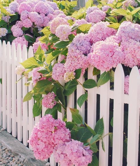 Pink hydrangeas + white picket fence. Is there really a better pair than that? ❤️ ��� Tanaman Pot, Hydrangea Garden, White Picket Fence, Pink Hydrangea, Picket Fence, Spring Blooms, Garden Cottage, Front Garden, Pink And Purple