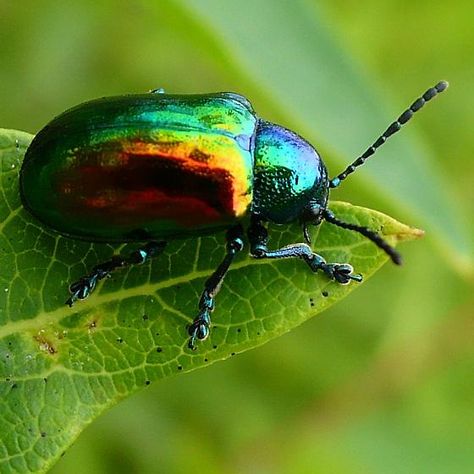 Dogbane Beetle - Chrysochus auratus Shiny Beetle, Beetle Images, Beetle Colorful, Beetle Reference Photo, Beautiful Beetles, Beetle Drawing, Dogbane Beetle, Green Bug, Beetle Tattoo