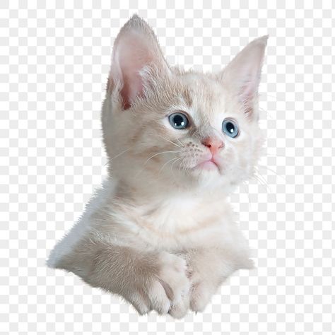 Cat Transparent Png, Cat Transparent Background, White Cat Drawing, Cat White Background, White Cat Sticker, Cat Transparent, Studio Deco, Kitten White, Cats Png