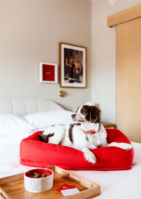 Pet Aesthetic Dog, Pet Product Photography, Hotel Breakfast In Bed, Hotel Aesthetic Photoshoot, Hotel Aesthetics, Virgin Hotel, Hospitality Branding, Hospitality Photography, Pet Friendly Hotel