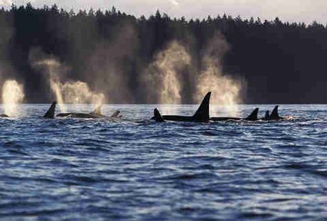 Orca Watching off the San Juan Islands Orca Watching, Orca Island, Orcas Island Washington, Washington Vacation, Orcas Island, Evergreen State, Orca Whales, San Juan Islands, Nice List