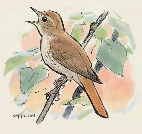 Nightingale drawing Bird Drawing Aesthetic, Birds On Tree Drawing, Nightingale Illustration, Nightingale Drawing, Romeo And Juliet Drawing, Nightingale Tattoo, Nightingale Bird, Singing Drawing, Bird Tattoo Sleeves