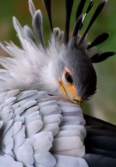 Sagittarius Serpentarius, Secretary Bird, Animal Study, Pretty Animals, Pretty Birds, Weird Animals, Birds Of Prey, Bird Photography, Animal Photo