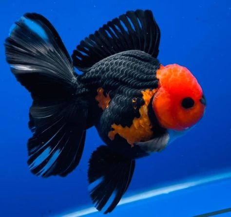 Telescope Goldfish, Veiltail Goldfish, Goldfish Care, Oranda Goldfish, Pet Goldfish, Fish Aquarium Decorations, Fish Tank Themes, Pet Pug, Goldfish Tank