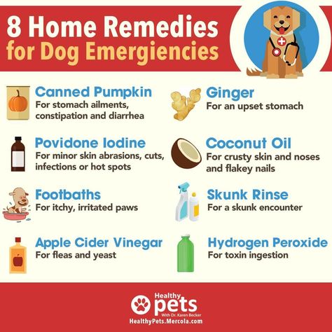 Tummy Ache Remedy, Dog Itchy Skin Remedy, Nose Infection, Dog Flea Remedies, Crusty Skin, Stomach Ache Remedy, Itchy Skin Remedy, Flea Remedies, Meds For Dogs