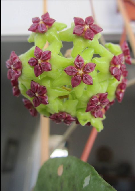 Hoya cinnamomifolia var. cinnamomifolia Hoya Cinnamomifolia, Hoya Plant, Wax Plant, Hoya Carnosa, Strange Flowers, Weird Plants, Large Flower Pots, Exotic Orchids, Wax Flowers