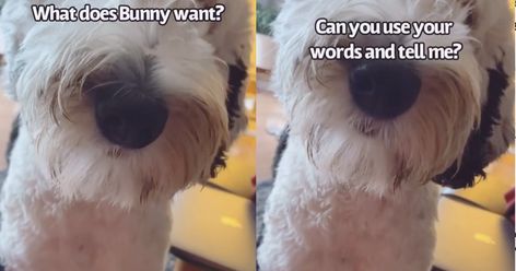 Bunny The Dog, Tiktok Us, Operant Conditioning, Talking Dog, Tiktok Star, Raised Eyebrow, Forms Of Communication, Viral Tiktok, Speech Language Pathologists