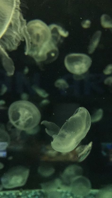 Jellyfish Landscape Wallpaper, Jellyfish Landscape, Jelly Jelly, Sea Jellies, Reality Shifting, Japan Landscape, Phone Stuff, Green Wallpaper, Landscape Wallpaper