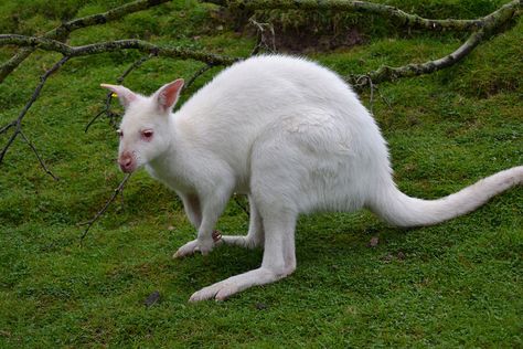 Albino Gorilla, Rare Albino Animals, Albino Animals, Animale Rare, Rare Animals, Animal Planet, Nature Animals, Bored Panda, Beautiful Creatures