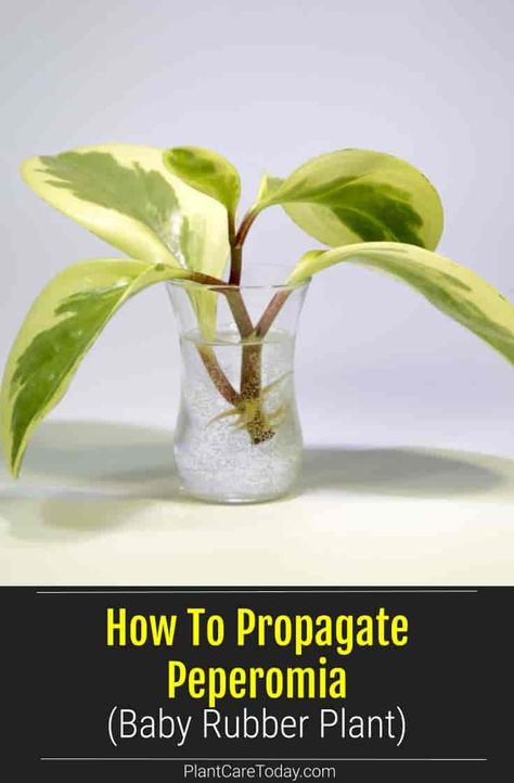 How To Propagate Peperomia (Baby Rubber Plant) Peperomia Plant Propagation, How To Propagate Peperomia, Propagating Peperomia, Rubber Plant Propagation, Peperomia Propagation, Propagate Peperomia, Planting Party, Baby Rubber Plant, Houseplant Ideas