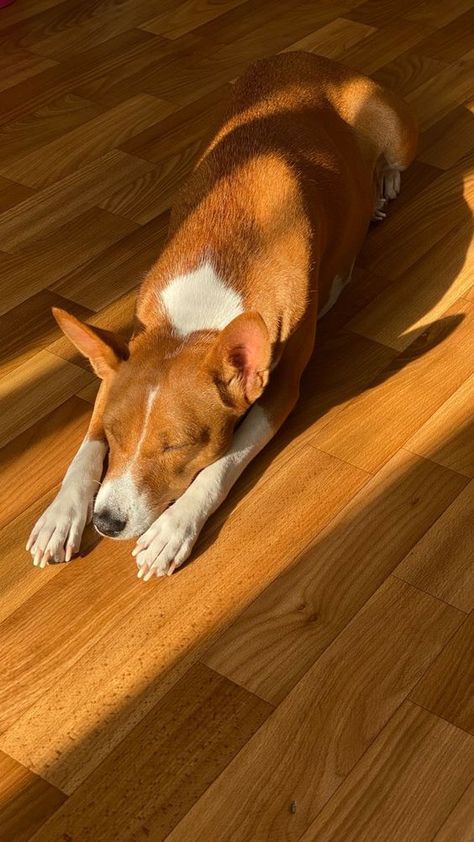 Basenji Aesthetic, Quiet Dog Breeds, Puppy Pfp, Basenji Puppy, Sketches Nature, Basenji Dog, Basenji Dogs, Animals Tattoo, Tattoo Nature