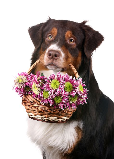 dog flower girl Dog Flower Girl, Dark Wedding Theme, Morning Wednesday, Kinds Of Dogs, Girl Dog, Puppy Gifts, Dog Flower, Pet Hacks, Beloved Dog