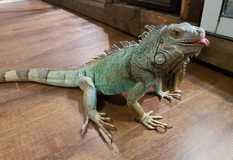 Thinking about getting a pet iguana? Check out this list of pointers created by Ontario Iguanas and ReptiFiles to get you started. Pet Iguana, Iguana Pet, Green Iguana, Cute Reptiles, Pet Blog, What Dogs, Secret Life Of Pets, Indoor Dog, Reptiles Pet