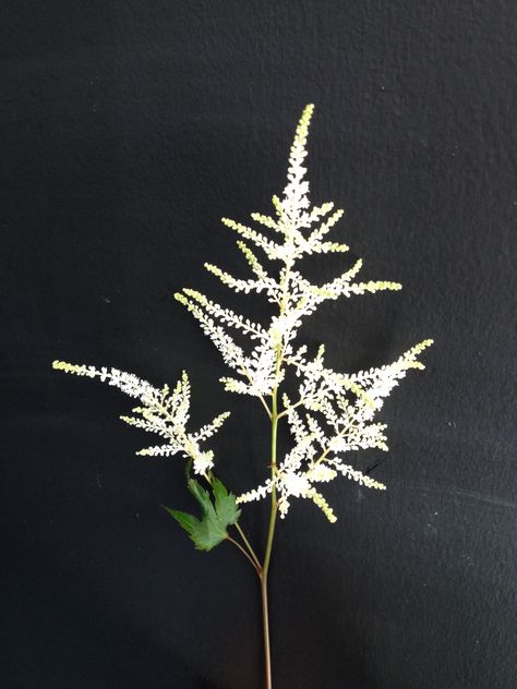 Astilbe (image from Jay Archer Floral Design) White Centre Pieces, Astilbe White, Astilbe Wedding, Astilbe Bouquet, White Astilbe, Peach Wedding Bouquet, Espresso Drink, Single Flower Bouquet, Dark Tropical