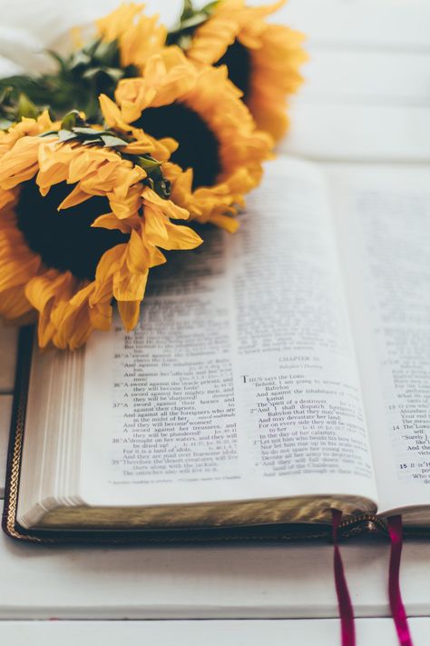 Yellow flower on book page photo – Free Bible Image on Unsplash Free Bible Images, Bible Images, Bible Pictures, Book Flowers, Christian Pictures, Free Bible, Coffee And Books, Books Of The Bible, Daily Devotional