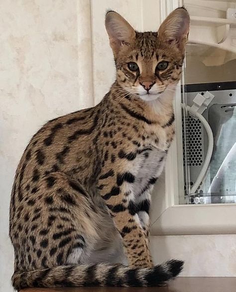 Serval Cat Aesthetic, Savannah Cat Aesthetic, Savana Cats, Savanna Cat, Largest Domestic Cat, Large Domestic Cat Breeds, Cat Races, Savannah Kitten, Savannah Cats