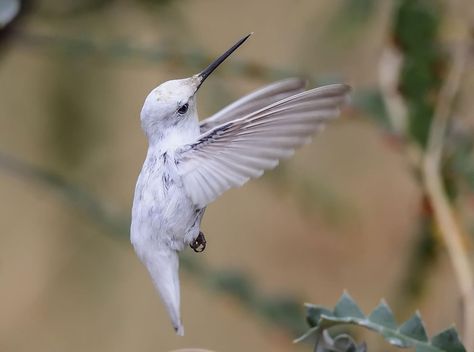 Rare White Hummingbird Steals the Spotlight at California Garden | Audubon White Hummingbird, Rare Albino Animals, Hummingbird Pictures, Albino Animals, California Garden, Hummingbird Art, Garden Animals, Young Animal, Rare Animals